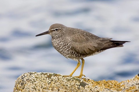 Wandering Tattler