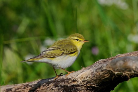 Wood Warbler
