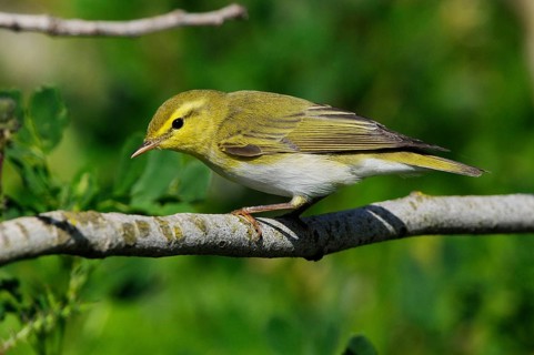Wood Warbler