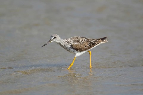 Greater yellowlegs