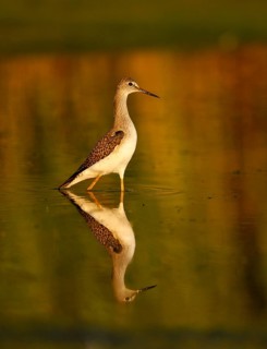 Lesser yellowleg
