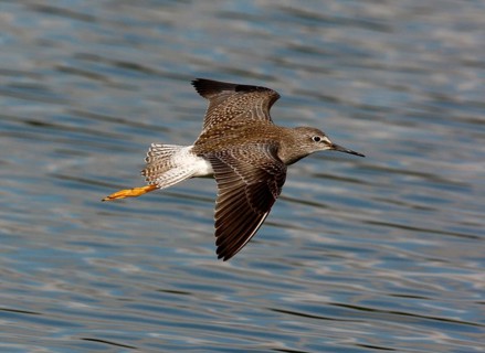 Lesser yellowleg