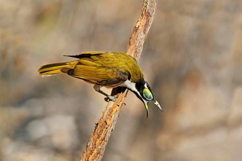 Blue-faced honeyeater