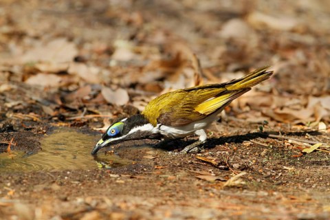 Blue-faced honeyeater