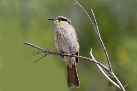Singing honeyeater