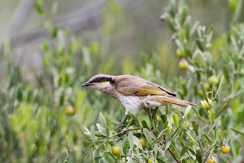 Singing honeyeater
