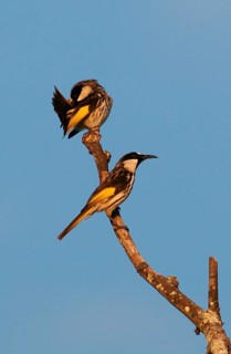 White-cheeked Honeyeater