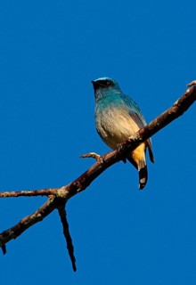 Indigo Flycatcher