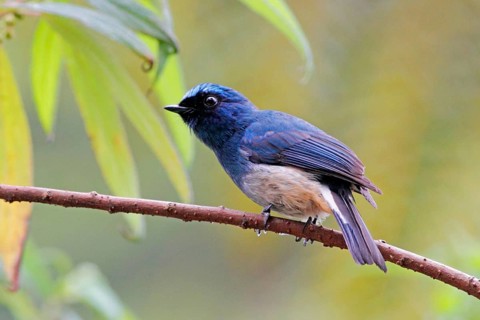 Indigo Flycatcher