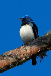 Blue-and-white Flycatcher