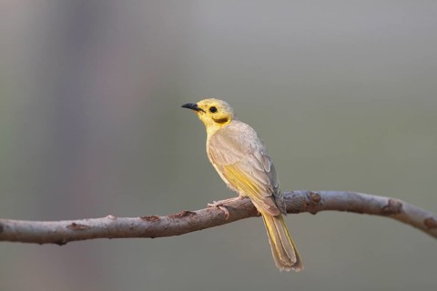 Yellow honeyeater