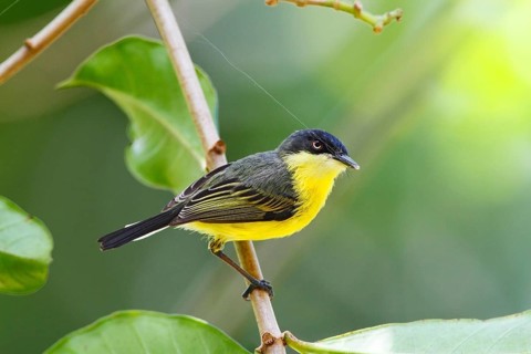 Common flycatcher
