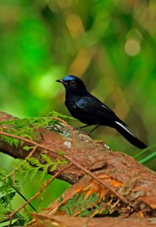 White-tailed Robin Chat