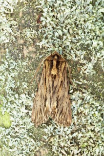The spreading moth