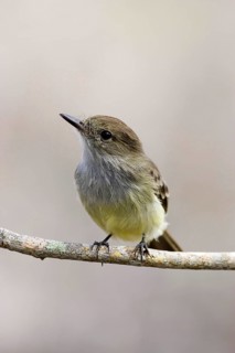Galapagos Flycatcher Myriarchus magnirostris