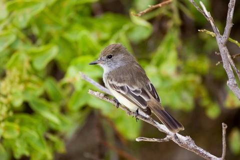 Galapagos Flycatcher Myriarchus magnirostris