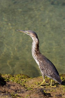 Striated Heron