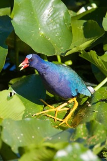 Purple Gallinelle
