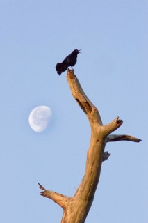 Boat tailed grackle
