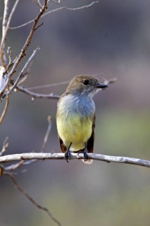 Galapagos Flycatcher