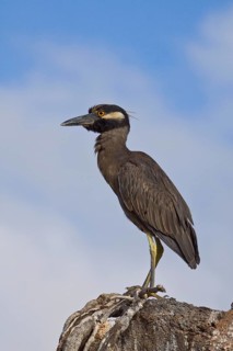 Adult Yellow-crowned Night-Heron