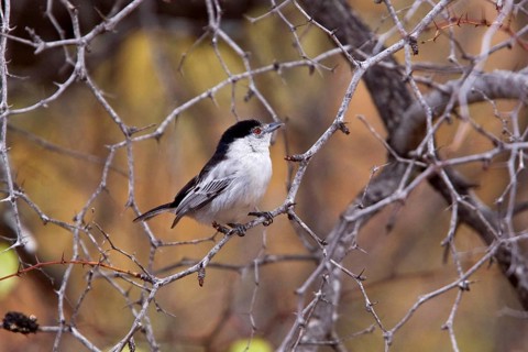 Snowball Shrike