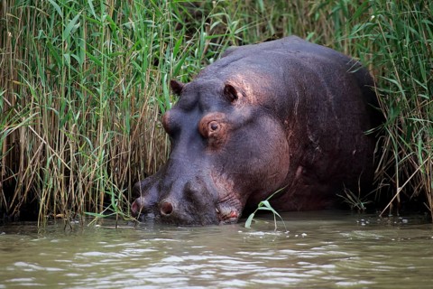 Hippopotamus
