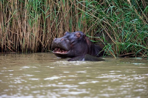 Hippopotamus