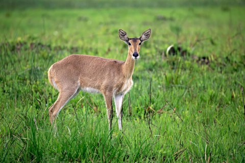 Southern Reedbuck
