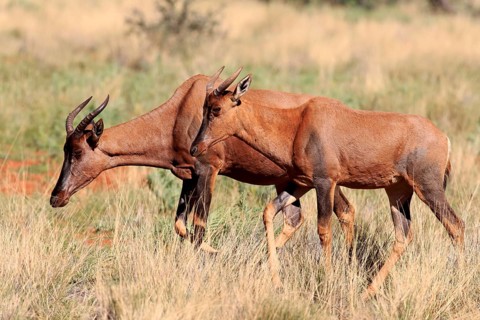 Tsessebe