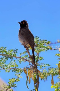 African red-eyed bulbul