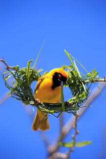 Southern masked weaver