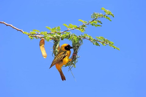 Southern masked weaver