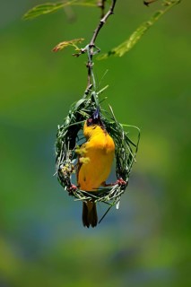 Southern masked weaver