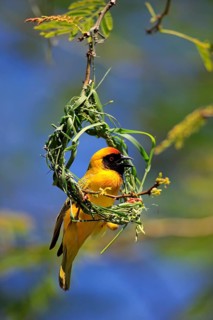Southern masked weaver