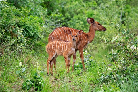 Nyala