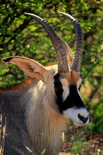 Roan antelope