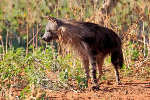 Brown hyena