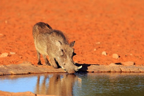 Warthog