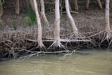 White Mangrove