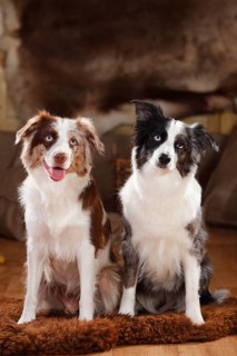 Miniature Australian Shepherds