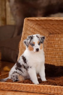 Miniature Australian Shepherd