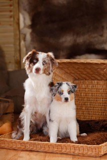 Miniature Australian Shepherd