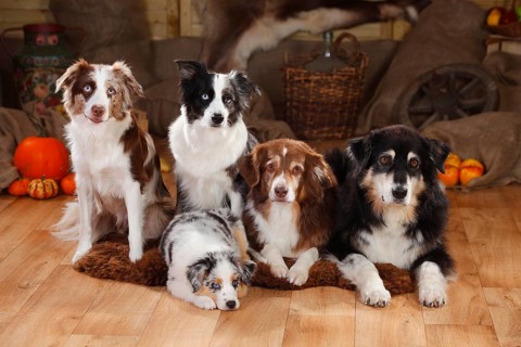 Australian Shepherds