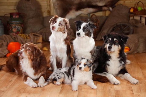 Australian Shepherds