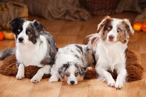 Miniature Australian Shepherds