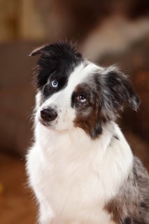 Miniature Australian Shepherd