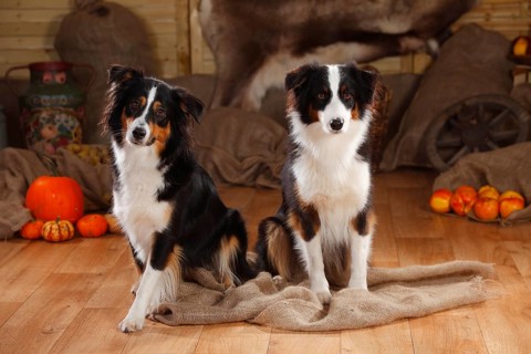 Australian Shepherd and Miniature Australian Shepherd