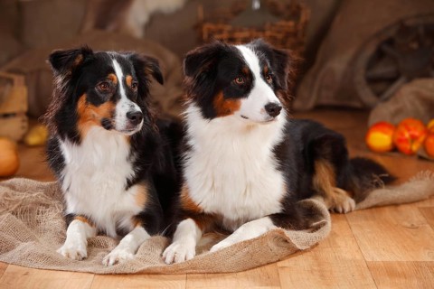 Australian Shepherd and Miniature Australian Shepherd