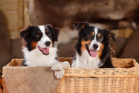 Australian Shepherd and Miniature Australian Shepherd